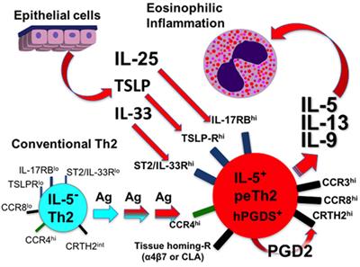 Pathogenic Effector Th2 Cells in Allergic Eosinophilic Inflammatory Disease